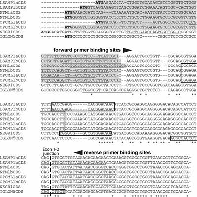 Altered Expression Profile of IgLON Family of Neural Cell Adhesion Molecules in the Dorsolateral Prefrontal Cortex of Schizophrenic Patients